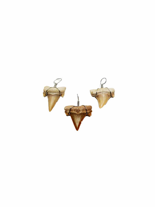 Shark Tooth