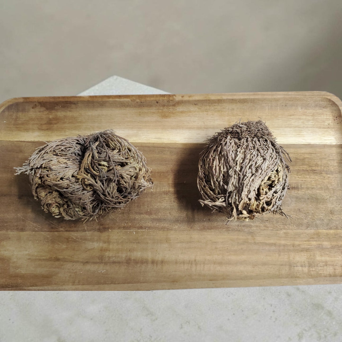 Rose Of Jericho