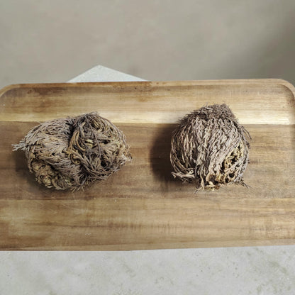 Rose Of Jericho