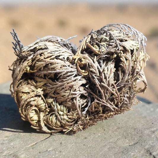 Rose Of Jericho