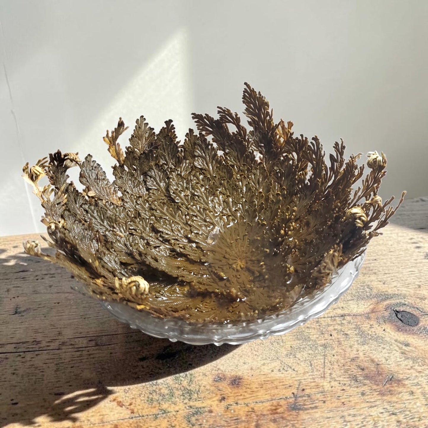 Rose Of Jericho