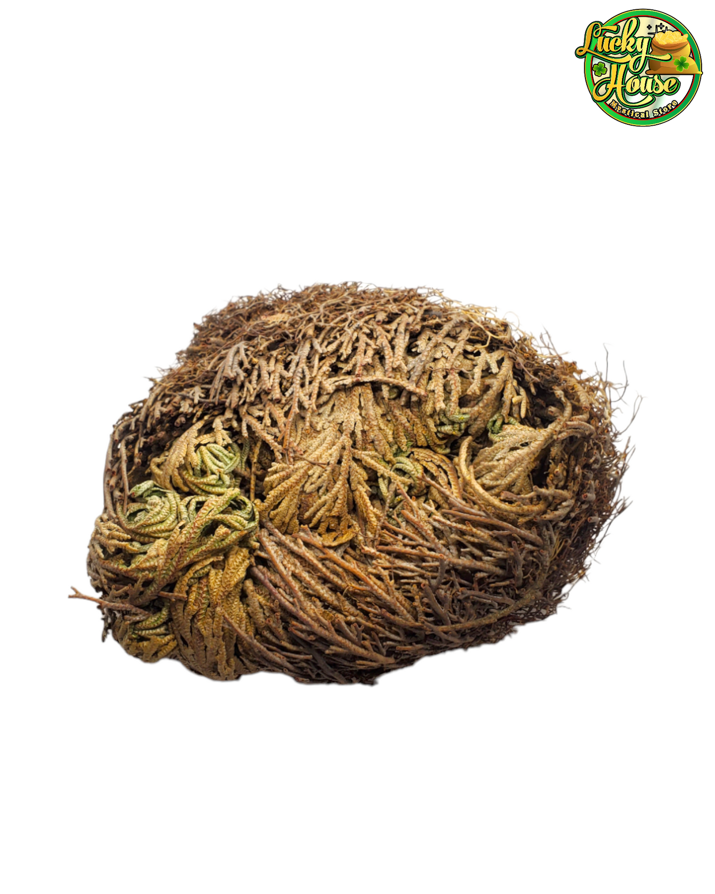 Rose Of Jericho