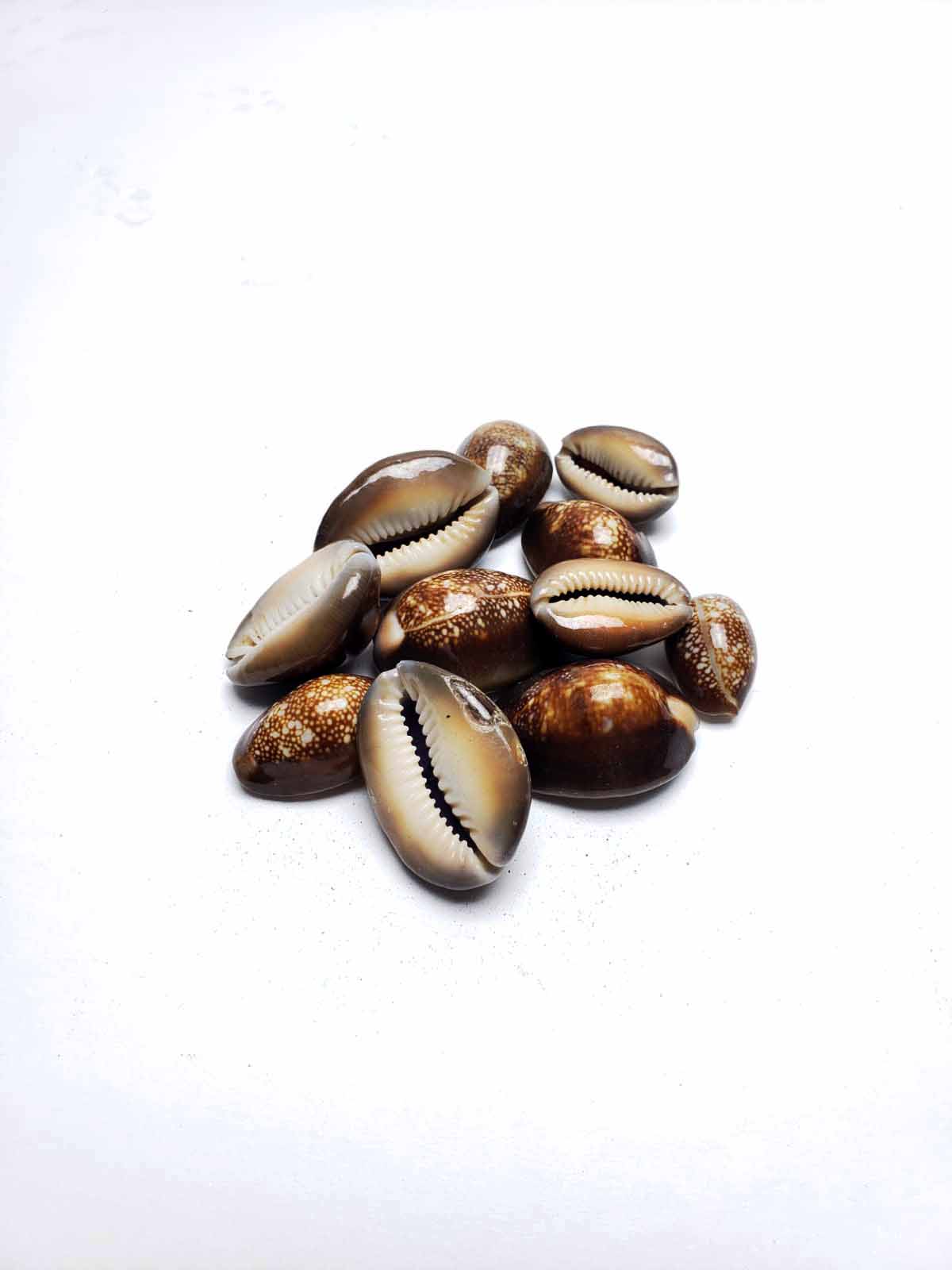 Cowrie Shell