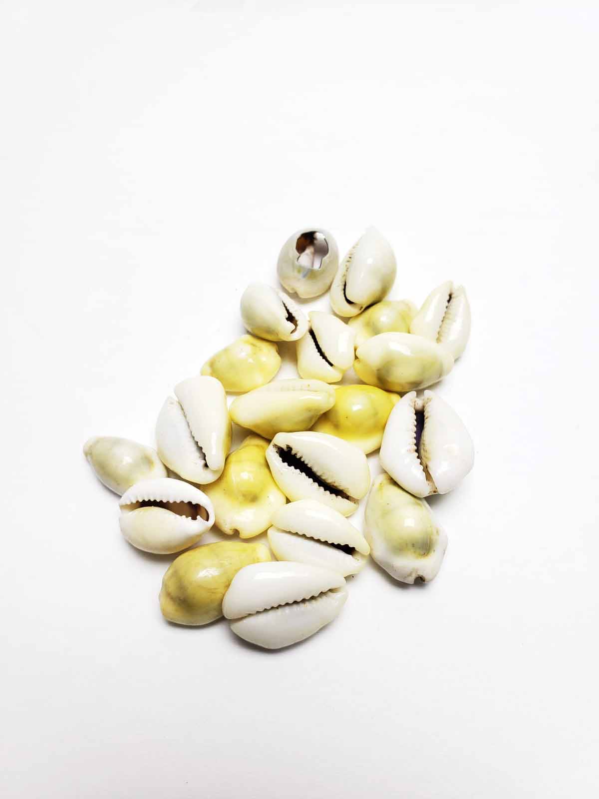 Cowrie Shell